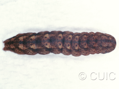 dorsal view of larva Spiramater lutra on Alnus in USA: NY