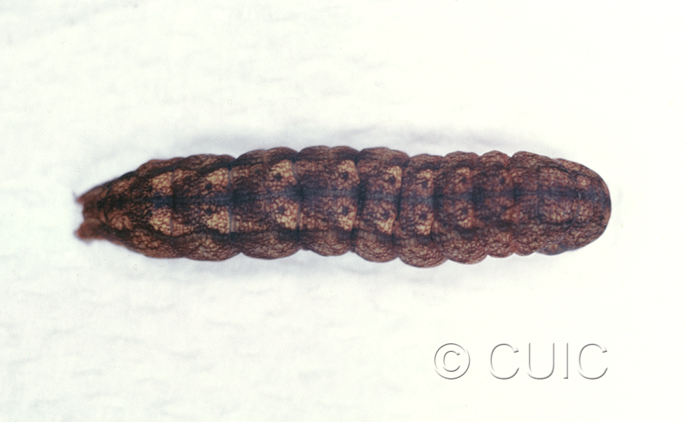 dorsal view of larva Spiramater lutra on Alnus in USA: NY