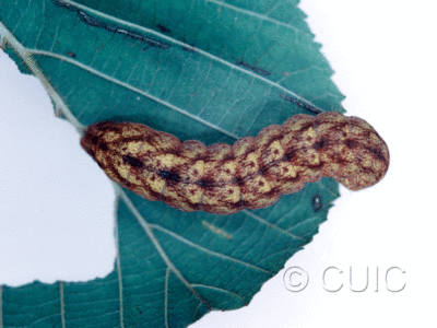 dorsal view of larva Spiramater lutra on Alnus in USA: NY