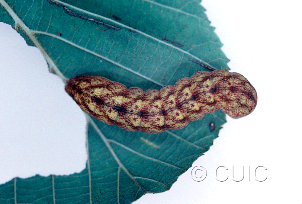dorsal view of larva Spiramater lutra on Alnus in USA: NY