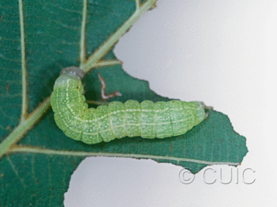 dorsal view of larva Spiramater lutra on Alnus in USA: NY
