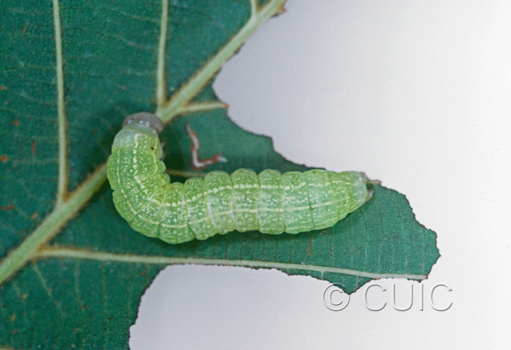 dorsal view of larva Spiramater lutra on Alnus in USA: NY