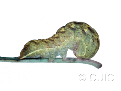 lateral view of larva Spiramater lutra on Alnus in USA: NY