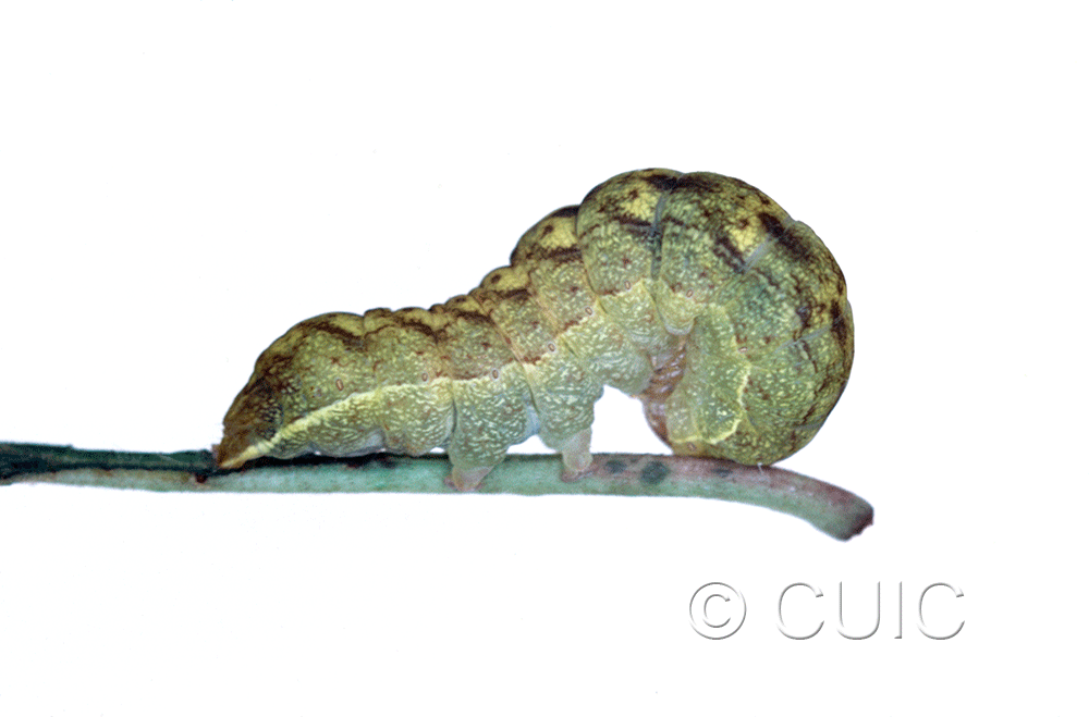 lateral view of larva Spiramater lutra on Alnus in USA: NY