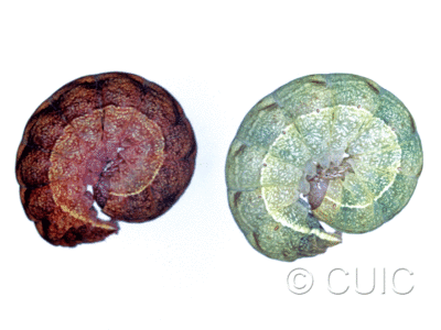 lateral view of larva Spiramater lutra on Alnus in USA: NY