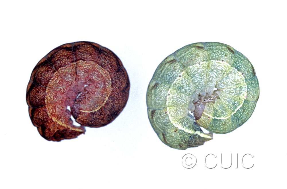 lateral view of larva Spiramater lutra on Alnus in USA: NY