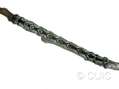 dorsal view of larva Spodolepis substriataria on Populus tremuloides in USA: NY