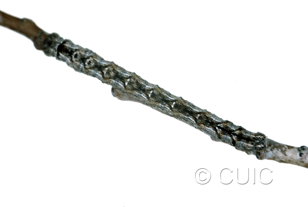 dorsal view of larva Spodolepis substriataria on Populus tremuloides in USA: NY