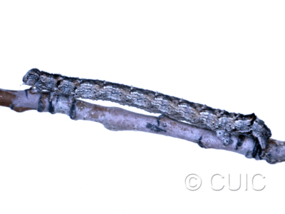 lateral view of larva Spodolepis substriataria on Populus tremuloides in USA: NY