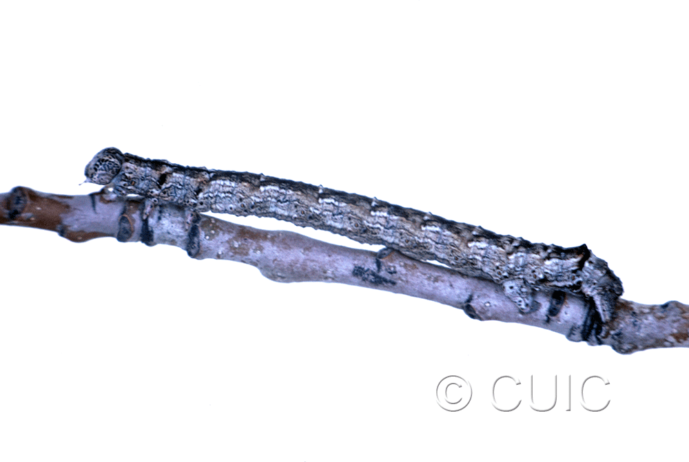 lateral view of larva Spodolepis substriataria on Populus tremuloides in USA: NY