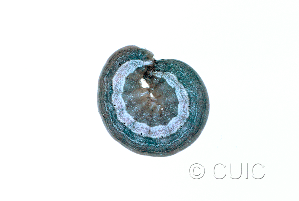 lateral view of larva Spodoptera on Solanum in USA: AZ