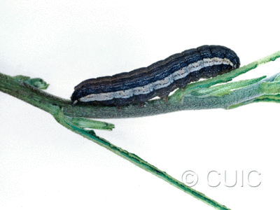 lateral view of larva Spodoptera on Solanum in USA: AZ