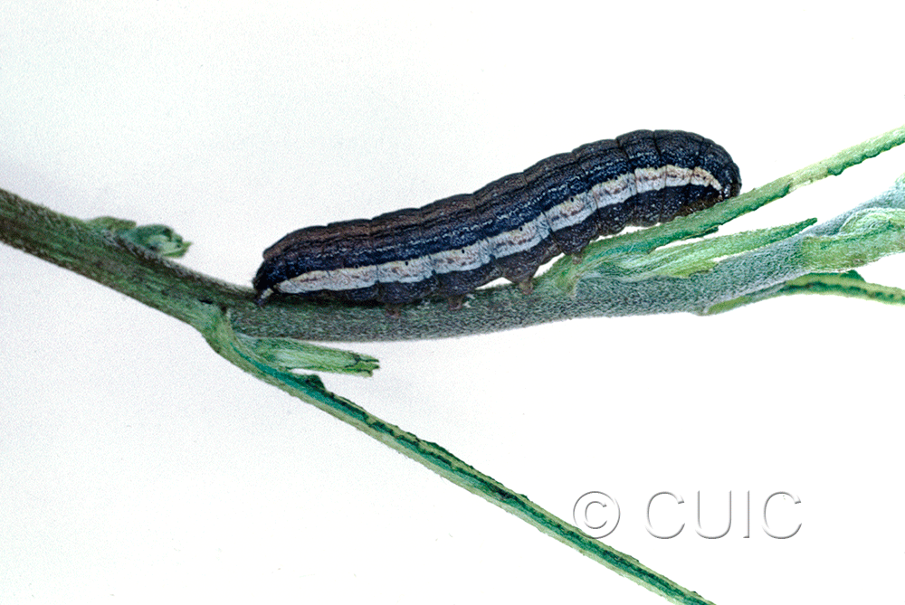 lateral view of larva Spodoptera on Solanum in USA: AZ