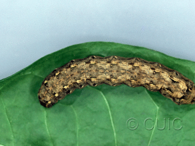 dorsal view of larva Spodoptera ebula on Taraxacum in USA: FL