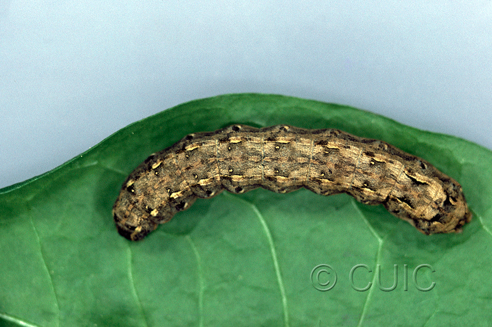 dorsal view of larva Spodoptera ebula on Taraxacum in USA: FL