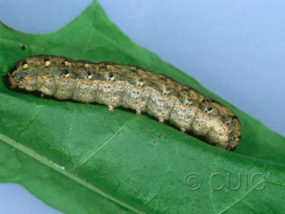 lateral view of larva Spodoptera ebula on Taraxacum in USA: FL