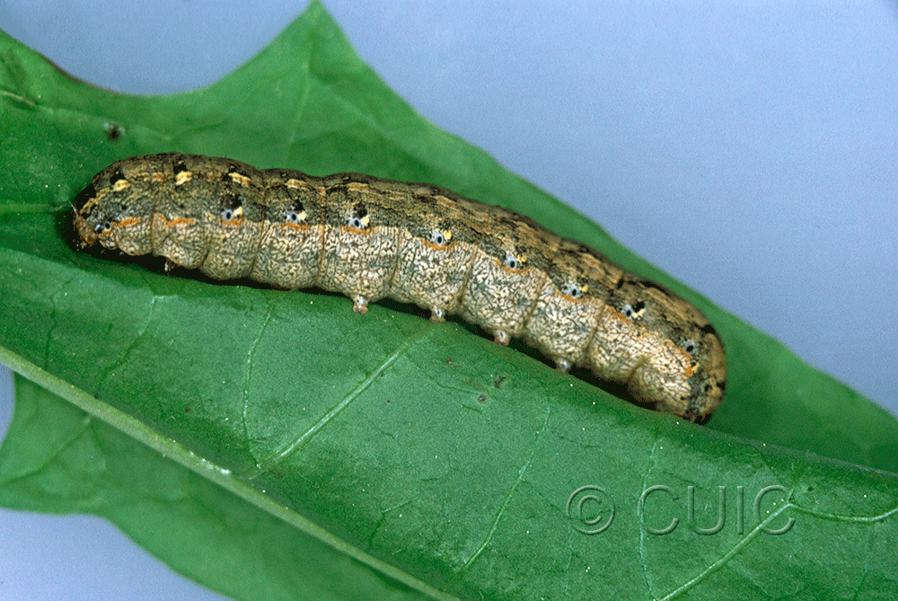 lateral view of larva Spodoptera ebula on Taraxacum in USA: FL