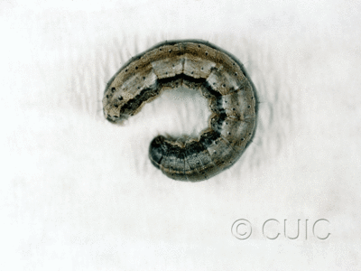 lateral view of larva Spodoptera frugiperda