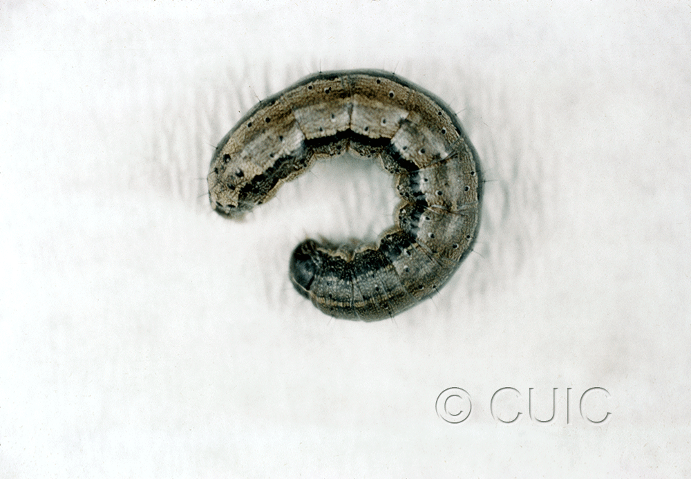 lateral view of larva Spodoptera frugiperda