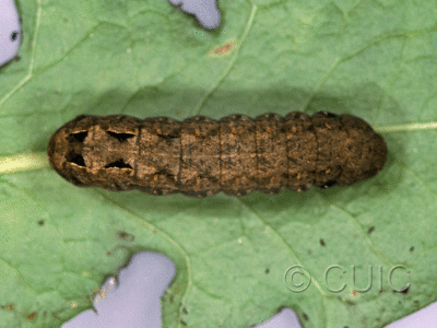 dorsal view of larva Spodoptera pulchella on Taraxacum in USA: FL
