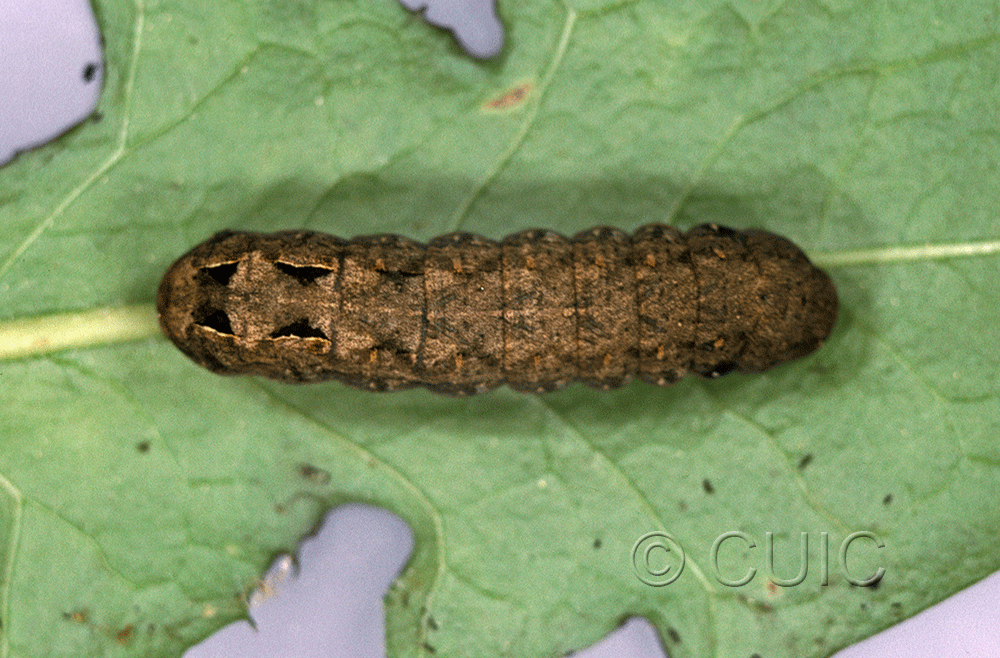 dorsal view of larva Spodoptera pulchella on Taraxacum in USA: FL