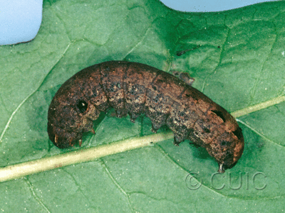 lateral view of larva Spodoptera pulchella on Taraxacum in USA: FL