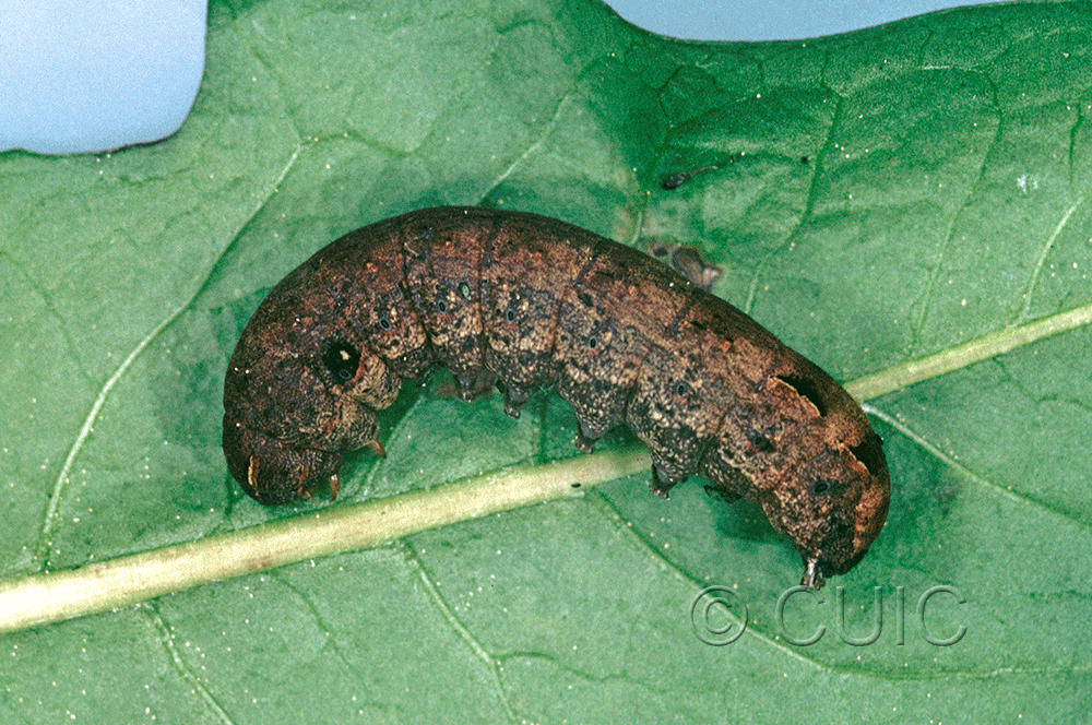 lateral view of larva Spodoptera pulchella on Taraxacum in USA: FL