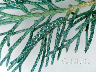 lateral view of larva Stamnocnemis 1 in USA: AZ