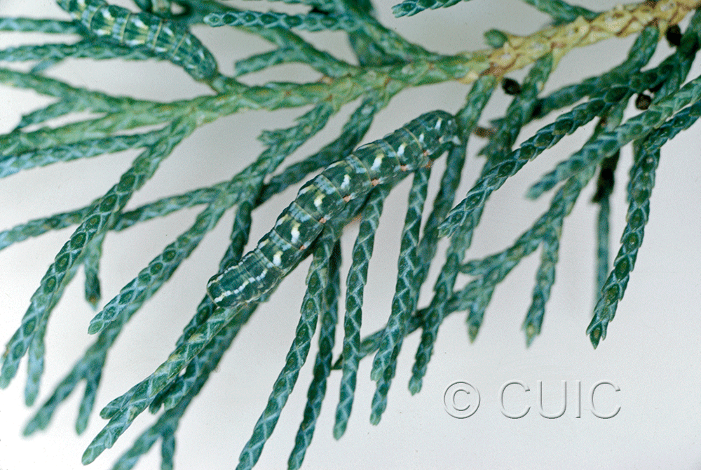 lateral view of larva Stamnocnemis 1 in USA: AZ