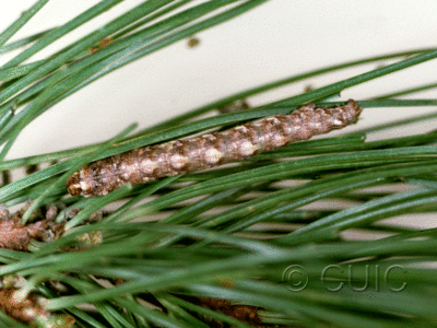 dorsal view of larva Stenoporpia