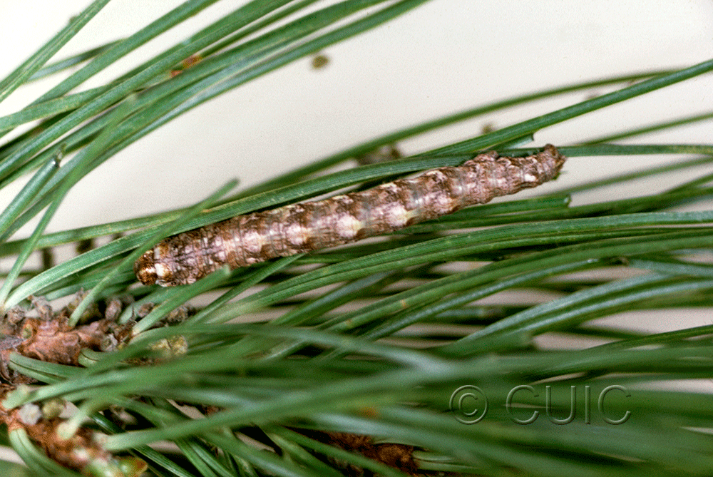 dorsal view of larva Stenoporpia