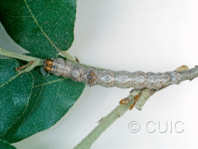 dorsal view of larva Stenoporpia anastomosaria on Quercus gambelii in USA: AZ