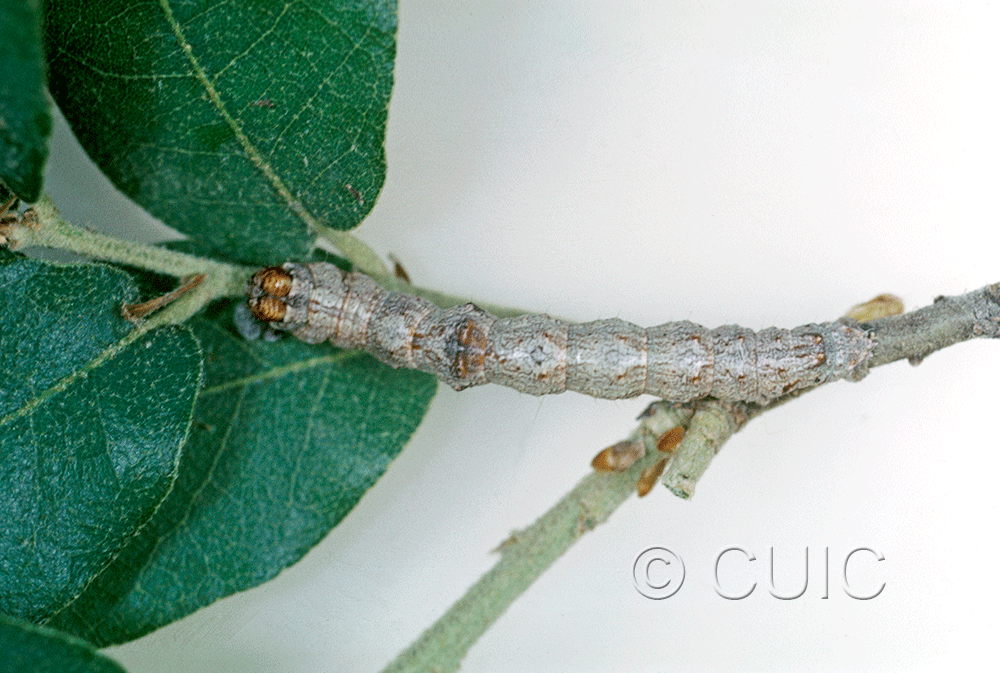 dorsal view of larva Stenoporpia anastomosaria on Quercus gambelii in USA: AZ