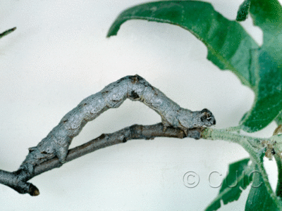 lateral view of larva Stenoporpia anastomosaria on Quercus gambelii in USA: AZ