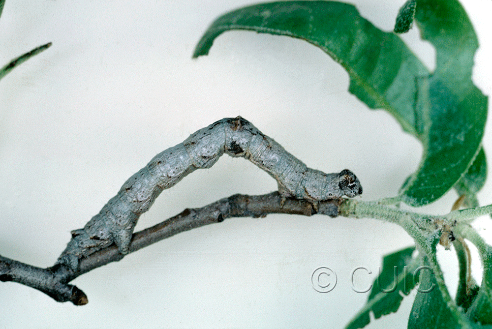 lateral view of larva Stenoporpia anastomosaria on Quercus gambelii in USA: AZ