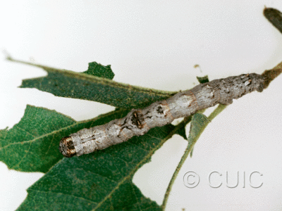 dorsal view of larva Stenoporpia anastomosaria on Quercus arizonica in USA: AZ