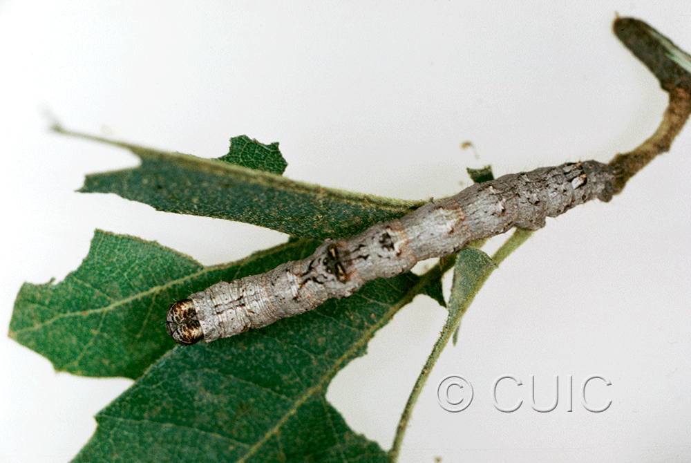 dorsal view of larva Stenoporpia anastomosaria on Quercus arizonica in USA: AZ