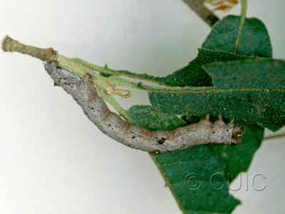 lateral view of larva Stenoporpia anastomosaria on Quercus arizonica in USA: AZ