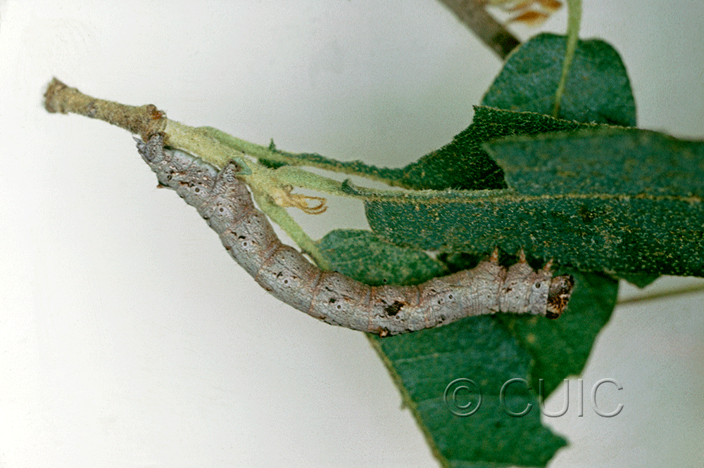 lateral view of larva Stenoporpia anastomosaria on Quercus arizonica in USA: AZ