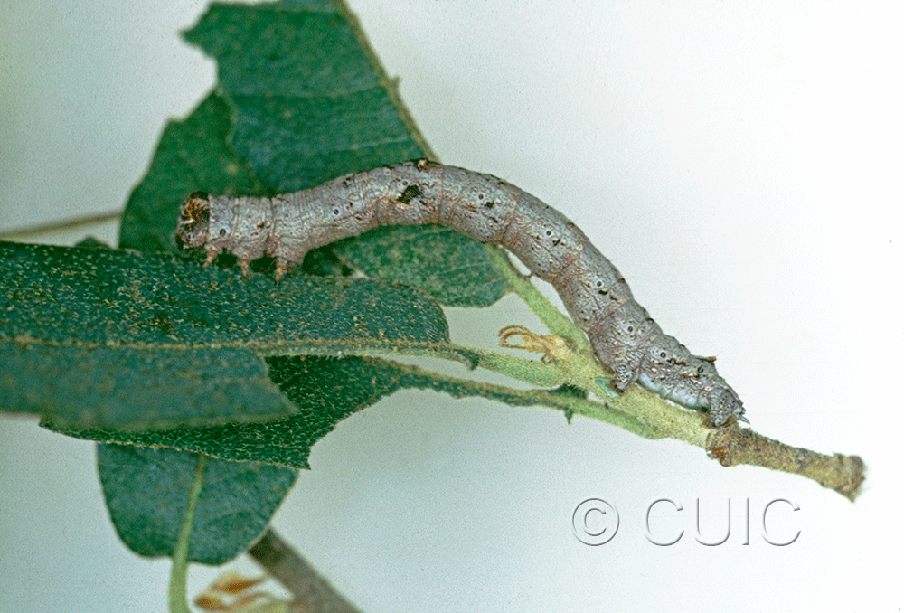 lateral view of larva Stenoporpia anastomosaria on Quercus arizonica in USA: AZ