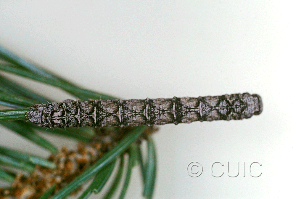 dorsal view of larva Stenoporpia dejecta