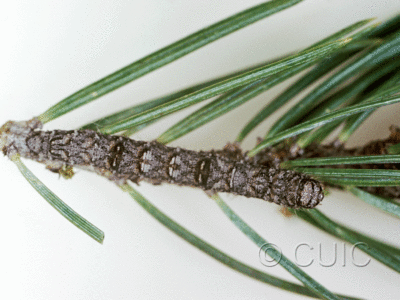 dorsal view of larva Stenoporpia macdunnoughi on Pinus ponderosa & edulis in USA: AZ