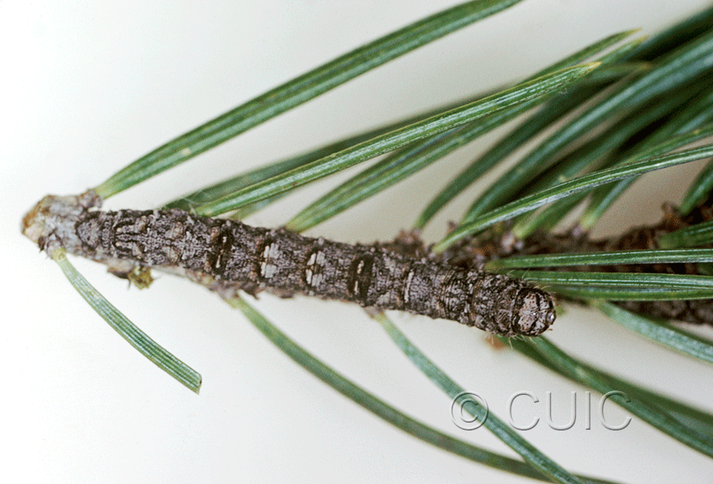 dorsal view of larva Stenoporpia macdunnoughi on Pinus ponderosa & edulis in USA: AZ