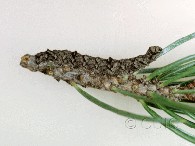 lateral view of larva Stenoporpia macdunnoughi on Pinus ponderosa & edulis in USA: AZ