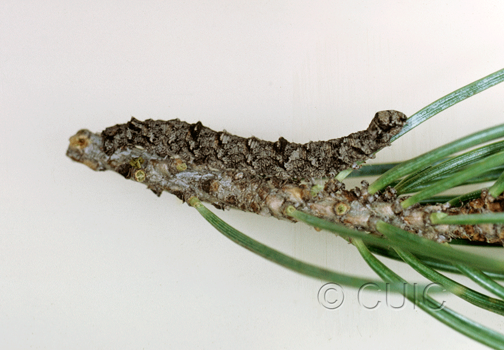 lateral view of larva Stenoporpia macdunnoughi on Pinus ponderosa & edulis in USA: AZ