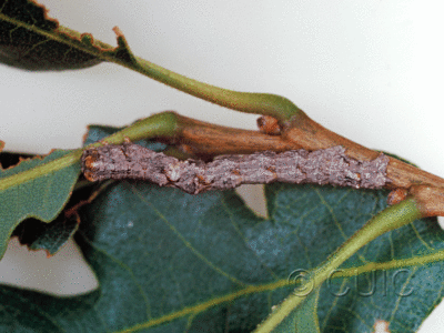 dorsal view of larva Stenoporpia mediatra in USA: AZ
