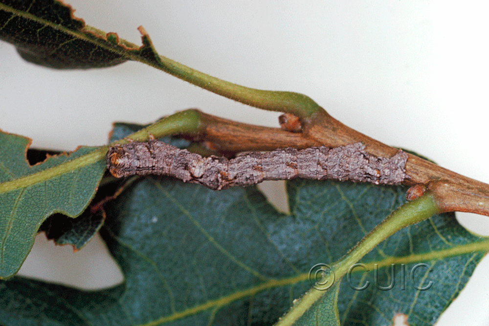 dorsal view of larva Stenoporpia mediatra in USA: AZ