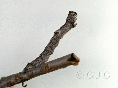 lateral view of larva Stenoporpia mediatra in USA: AZ