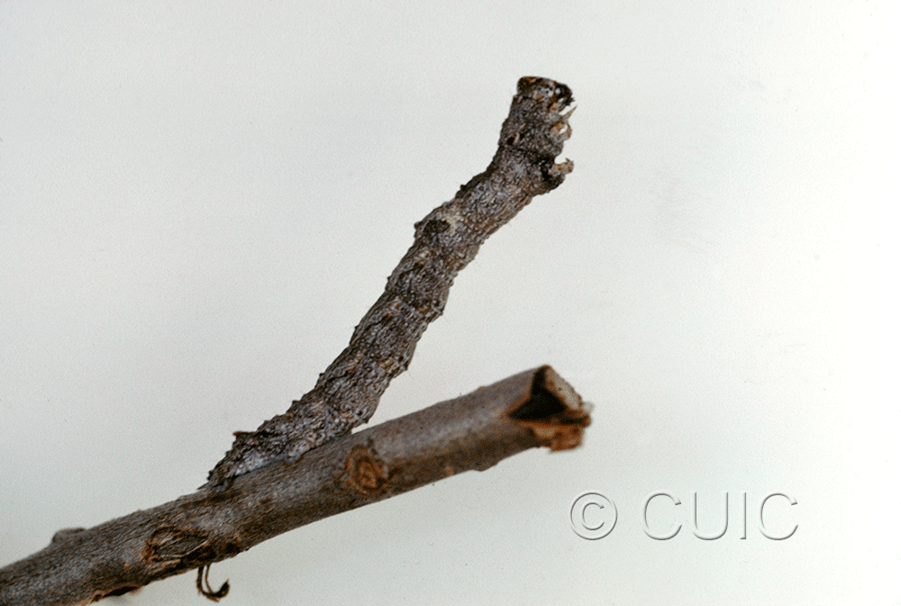 lateral view of larva Stenoporpia mediatra in USA: AZ