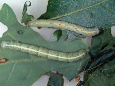 lateral view of larva Stenoporpia sp.